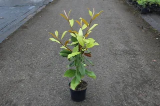 Pot 4L hauteur moyenne 80/100 cm (hors pot)