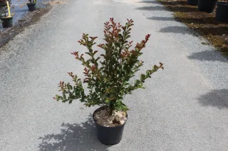 Pot 7.5L  Touffe