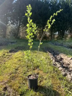 Pot 1L hauteur 40-60 cm