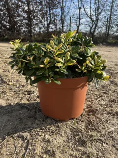 Pot 10L Touffe