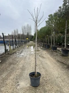 Pot 12L Formé en demi-tige (tige 130 cm) – Hauteur 175/200 cm (hors pot)