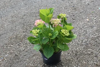 Pot 3L