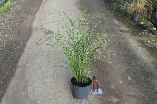 Pot 3L