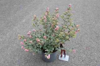 Pot 3L hauteur moyenne 40/60 cm (hors pot)