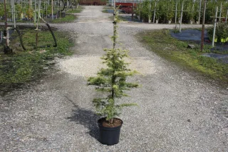 Pot 7.5L hauteur moyenne 100/125 cm (hors pot)