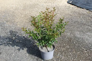 Pot 3L