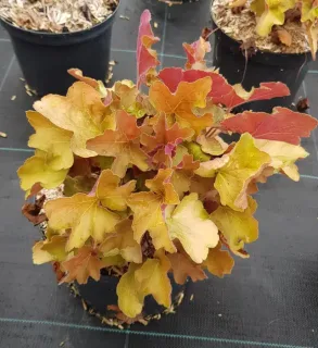 Pot 3L