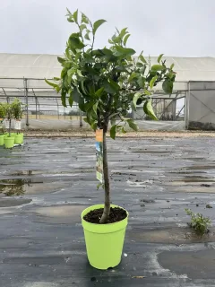 Pots 5 Litres Hauteur de la plante 80/100cm/Hauteur de tronc 40cm