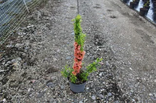 Pot 3L hauteur moyenne 40/60 cm (hors pot)