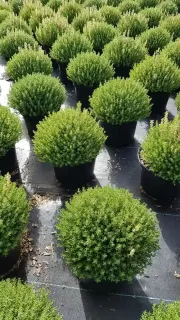 Pot 2.5L Touffe