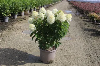 Pot 15L