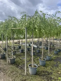 Pot 30L formé en tige de 200 cm, avec une force de 10 à 12 cm, pour une hauteur totale de 200 à 300 cm (hors pot).