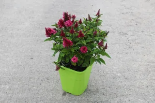 Pot 4L