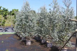Pot 15L 175/200 cm