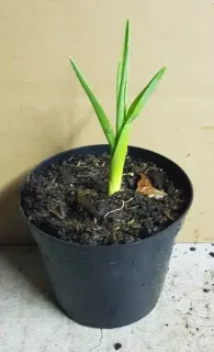 Pot 1.5L