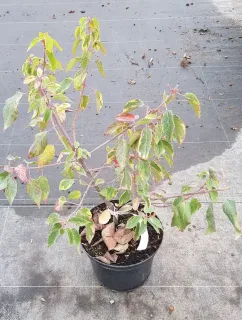 Pot 3L