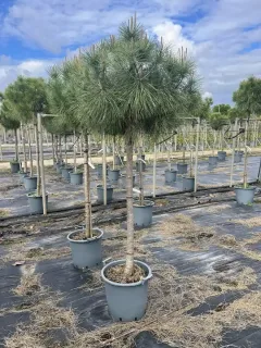 Pot 35L hauteur moyenne 175/200 cm (hors pot) (circonférence 8-10 cm)