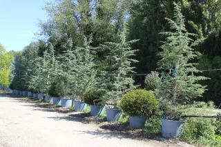 Pot 130L hauteur moyenne 300/350 cm (hors pot)