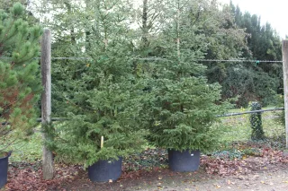 Pot 130L hauteur moyenne 300/350 cm (hors pot)