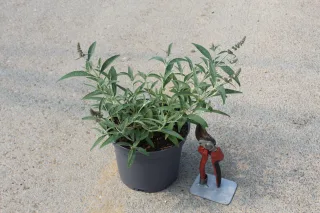 Pot 3L