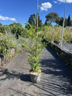 Lot de 20 pots 3 L 60/80 cm de hauteur soit la plante à 9,99 €