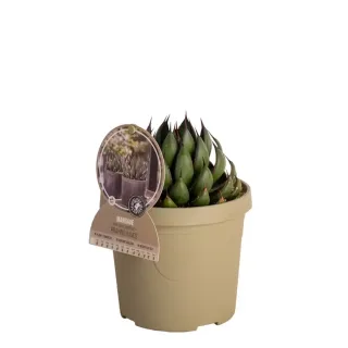 Pot 3,5L