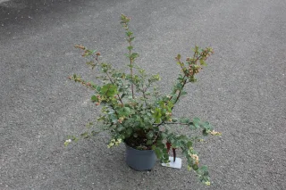 Pot 3L hauteur moyenne 40/60 cm (hors pot)