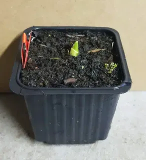 Pot GodetL