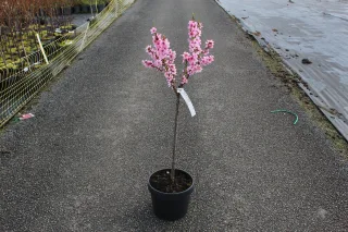 Pot 7.5L