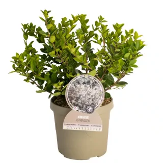Pot 3,5L