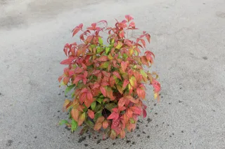 Pot 3L