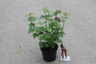 Pot 3L