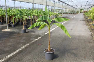 Pot 15L