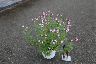 Pot 3L