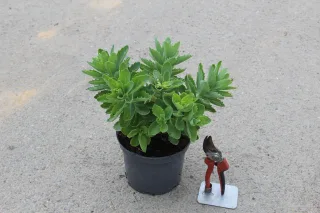 Pot 3L