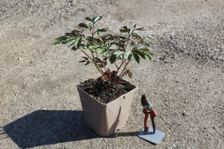 Pot 5L