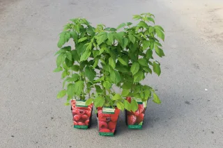Pot 2L hauteur moyenne 20/40 cm (hors pot)
