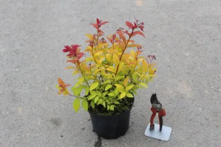 Pot 3L