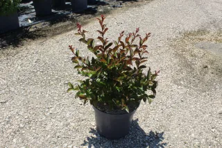 Pot 7.5L Touffe