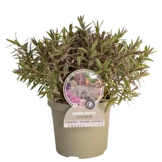 Pot 3,5L