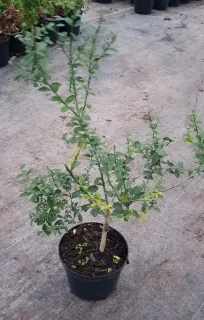 Pot 2.5L sur poncirus - formé en touffe
