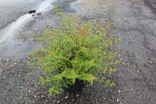 Pot 7.5L hauteur moyenne 40/60 cm (hors pot)