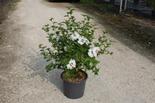 Pot 15L hauteur moyenne 60/80 cm (hors pot)