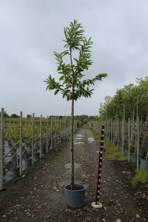 Pot 30L formé en tige de 200 cm, avec une force de 6 à 8 cm, pour une hauteur totale de 200 à 300 cm (hors pot)