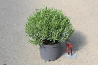 Pot 5L