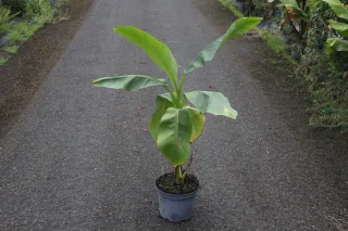 Pot 5L