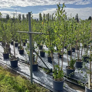 Pot 15L formé en baliveau hauteur variable entre 150-250 cm (hors pot)