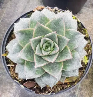 Pot 2.5L