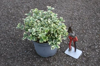 Pot 3L