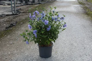 Pot 15L hauteur moyenne 60/80 cm (hors pot)